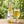 Baja Brewing Sidra Estero servida en su copa