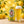 Hitachino Nest Yuzu Lager servida en su copa