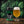 Stone IPA servida en su copa