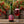 PINTA Barrel Scarlet servida en su copa